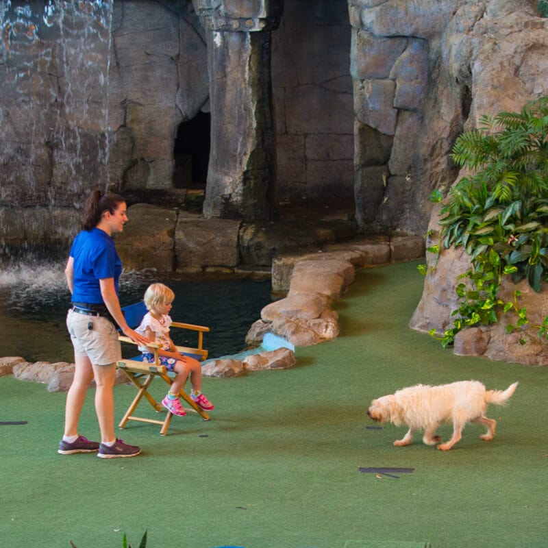 A dog approaches an animal trainer and a child during the Animal Actors on Location show.