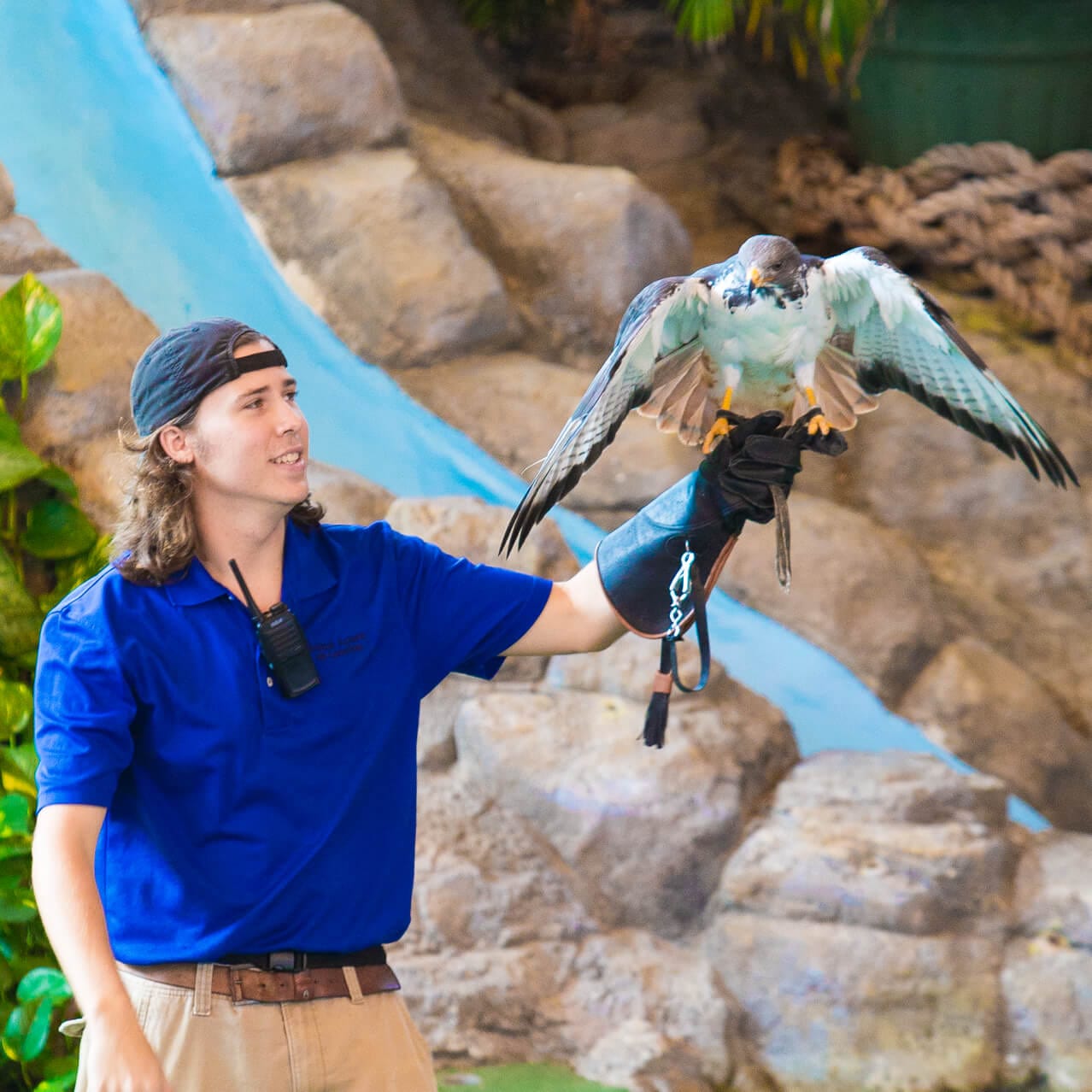 A hawk with wings spread lands in its keeper's hand during Universal Orlando's live stage show, Animal Actor's On Location!