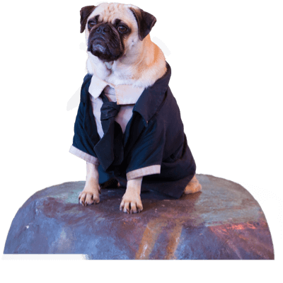 A pug dog dressed as Frank the Pug from the movie Men in Black.