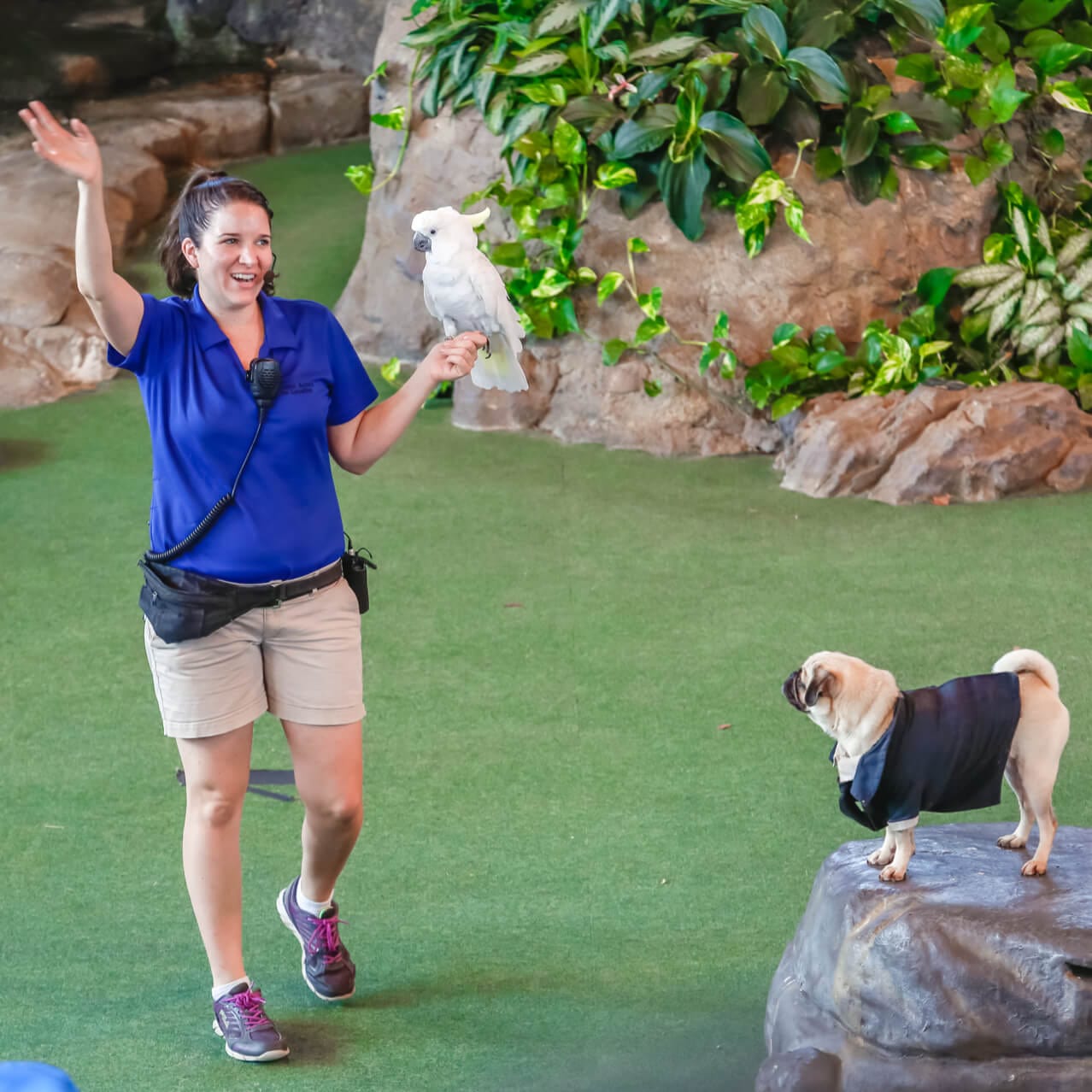 An animal trainer shows off the skills of a bird and dog at the Animal Actors On Location show at Universal Studios Orlando.