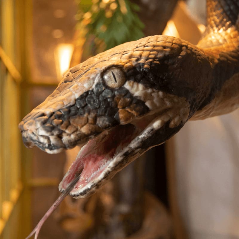 Image of Nagini the snake.