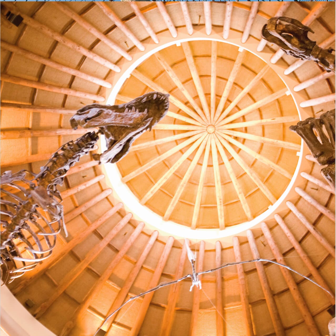 Impressive view looking upwards at replica dinosaur skeletons reaching up to the domed ceiling inside the Jurassic Park Discovery Center at Universal Orlando