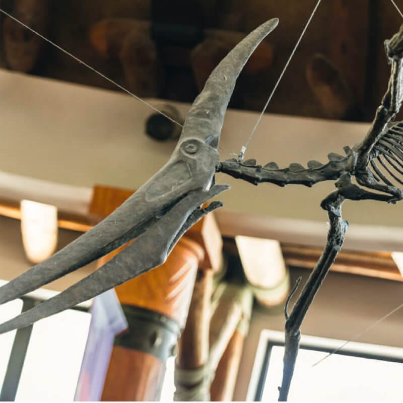 Prehistoric fossils that inspired the ride.
