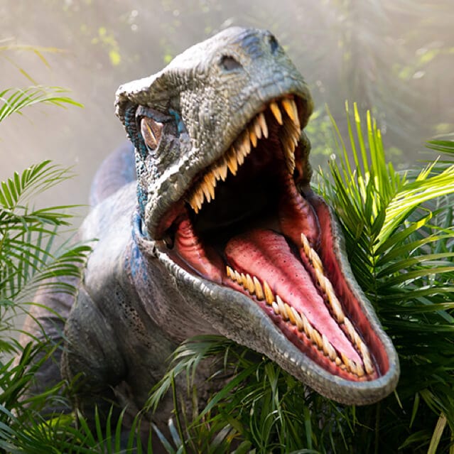Blue, the Velociraptor lunges out of the bushes at Universal's Raptor Encounter.