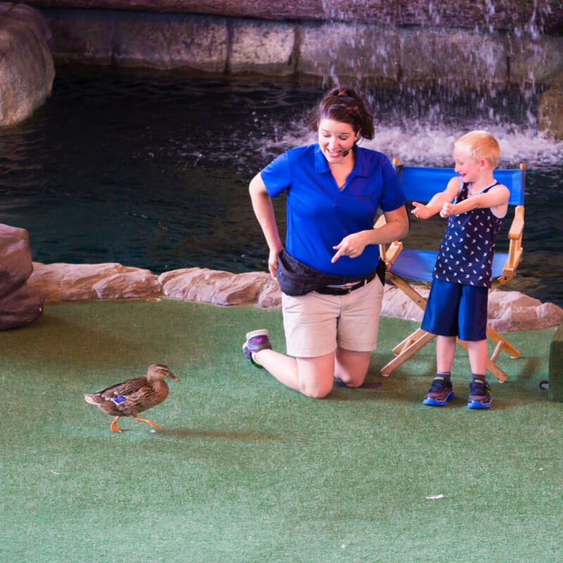 An animal trainer and a child interact with a duck during the Animal Actors on Location show.