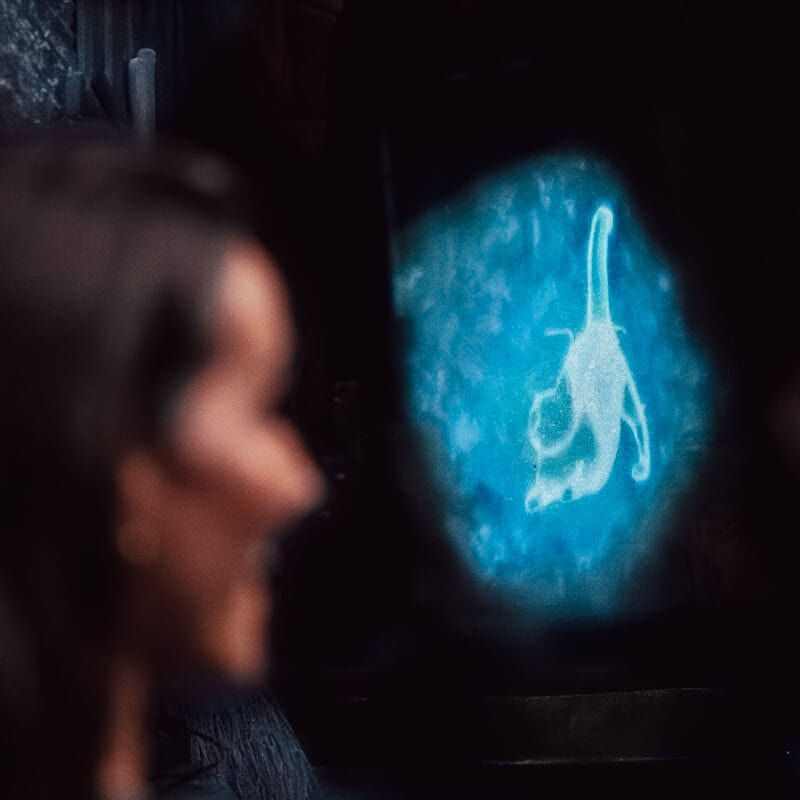 A guest admiring a just-cast Patronus charm, floating and glowing in the form of a cat.