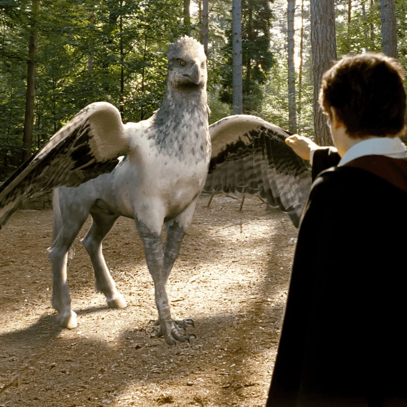 Imagen 1 de los Datos Rápidos de Flight of the Hippogriff, mostrando una imágen de una de las películas de Harry Potter, al momento que Harry Potter conoce un Hipogrifo.