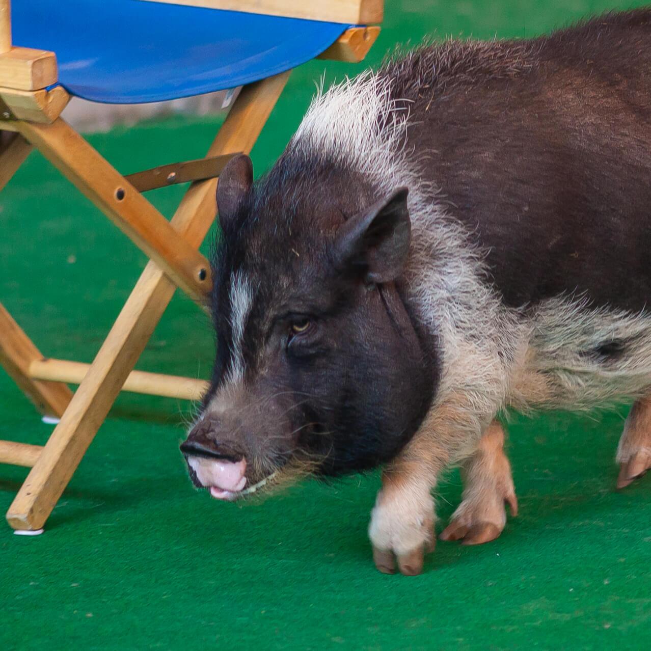 Un cerdo atraviesa el escenario durante el espectáculo en vivo Animal Actors On Location de Universal Orlando.