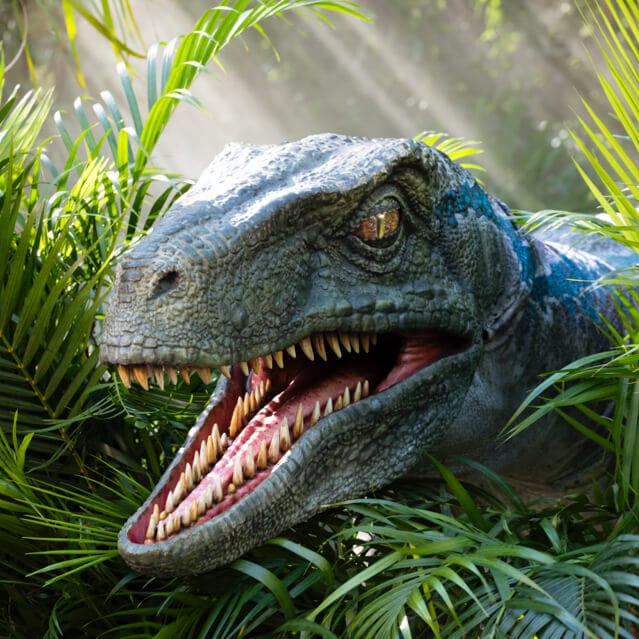 Raptor Encounter
