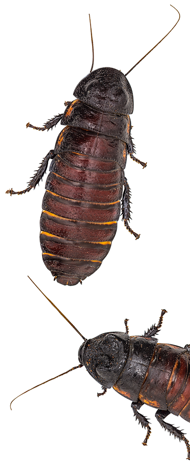 fear-factor-live-orlando-marquee-f Hissing cockroaches, like the ones you might encounter at Fear Factor Live, a stage stunt show at Universal Studios Orlando.